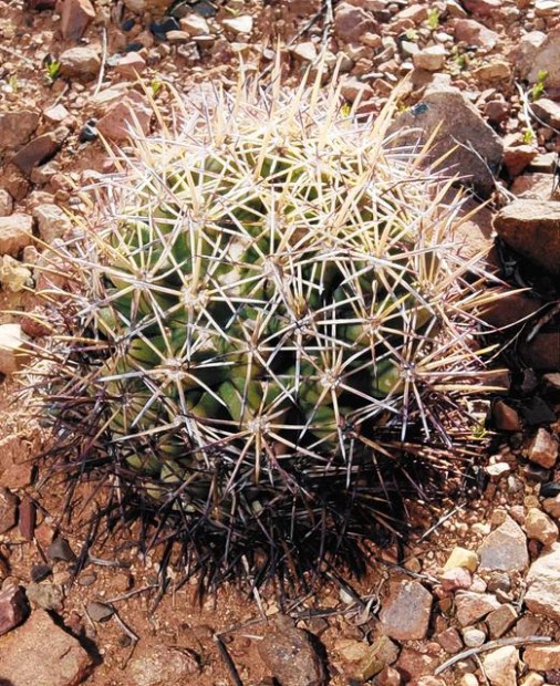 Pineapple cactus still protected | Local news | tucson.com