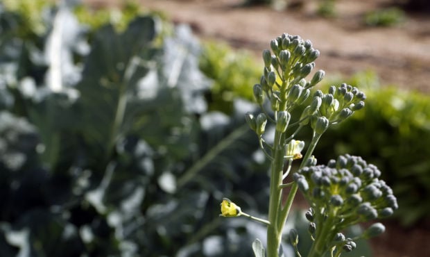 Bolting vegetables