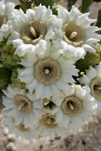 Saguaro flowers 