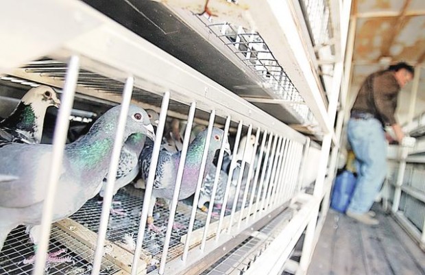 Ready, set, fly home  