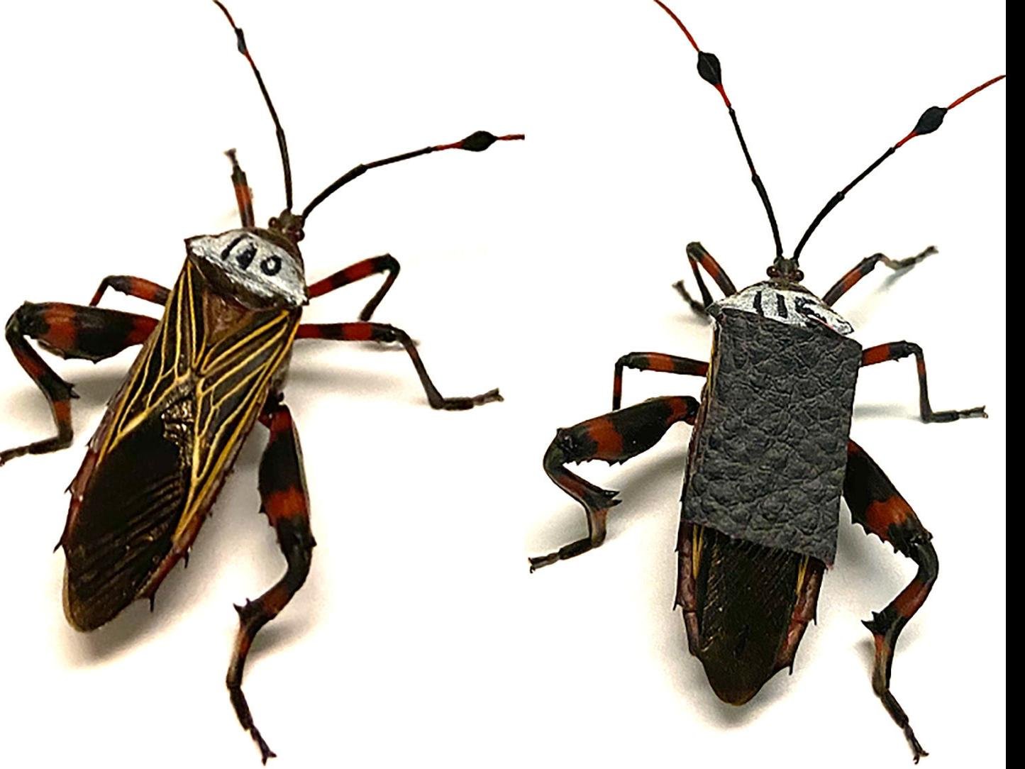 Bugs Brawl In Glass Jars For University Of Arizona Research Local News Tucson Com - brawl stars store bug