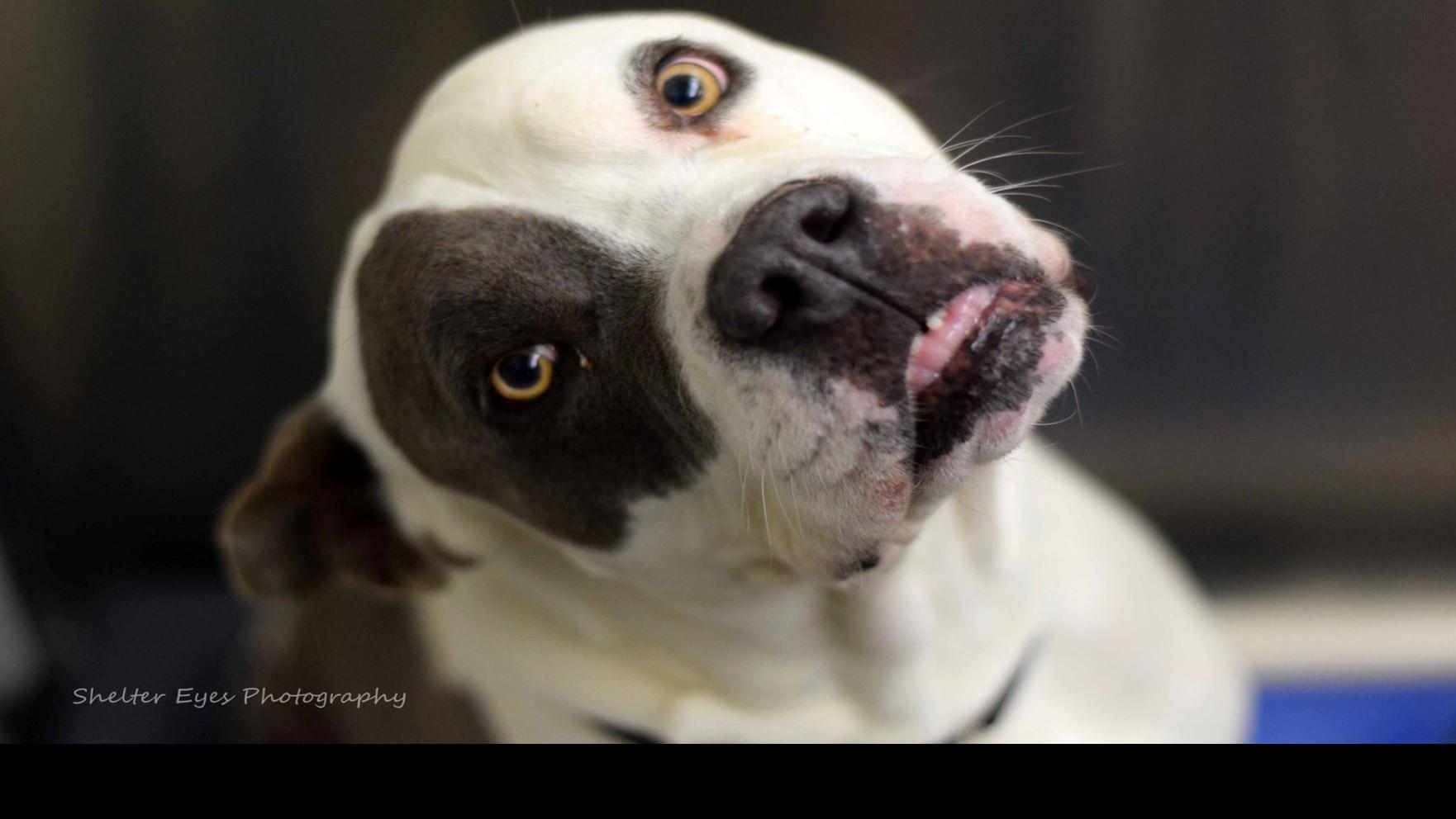 Pets For Adoption In The Tucson Area Entertainment Tucson Com