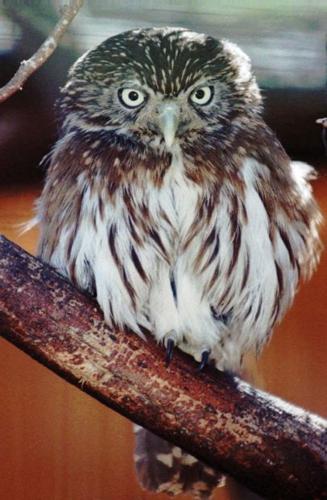 Animals at the Arizona Sonora Desert Museum