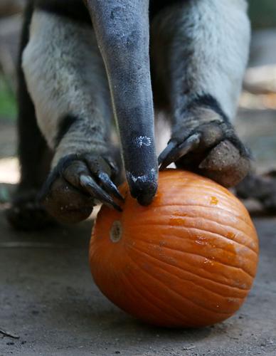 Reid Park Zoo anteater