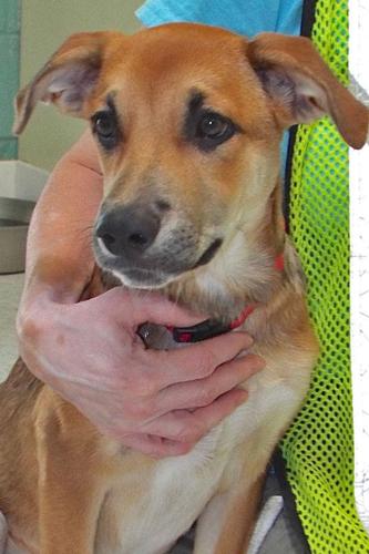 Adopt A Friend: Cher