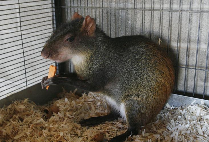 Red rumped agouti