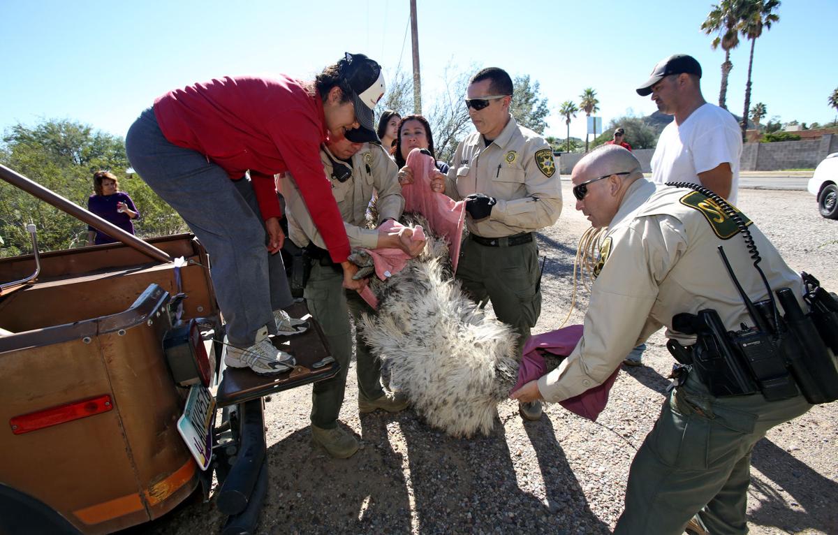 Emus escape and capture
