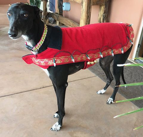Southern Arizona Greyhound Adoption