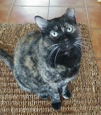 Adopt a friend: Emily