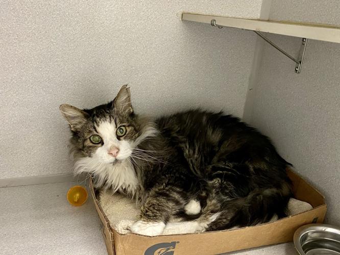 Adopt a friend: Slippers