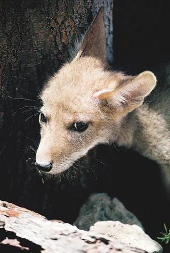 Wildlife: A peek at recent arrivals  