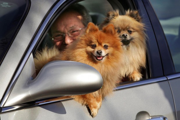 Pets drive motorists to distraction   