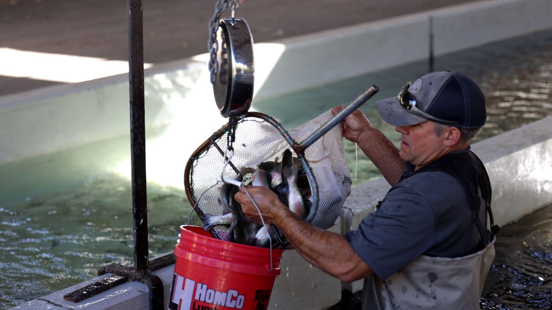 Arizona Game and Fish restocks lakes with fish grown in hatcheries - Vimarsana News