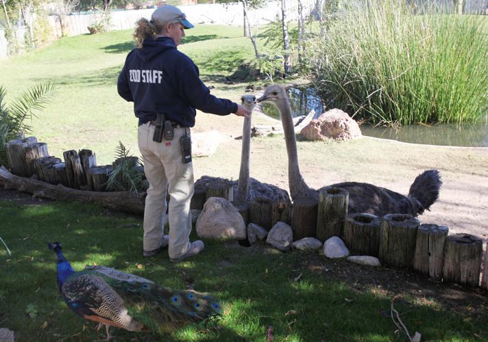 Nandi's Neighbors: Ostriches Lucy and Ethel mimic the comic pair