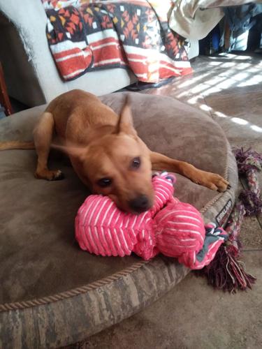 Adopt A Friend: Kloe