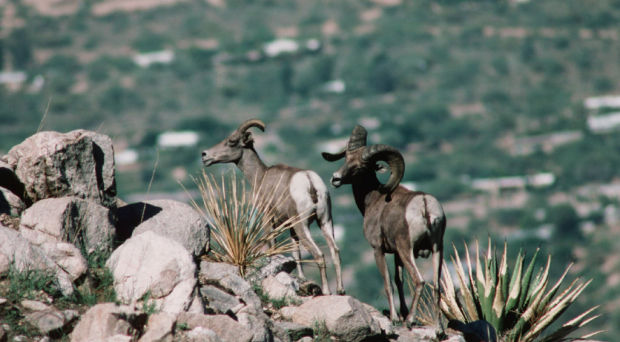 Bighorn Sheep