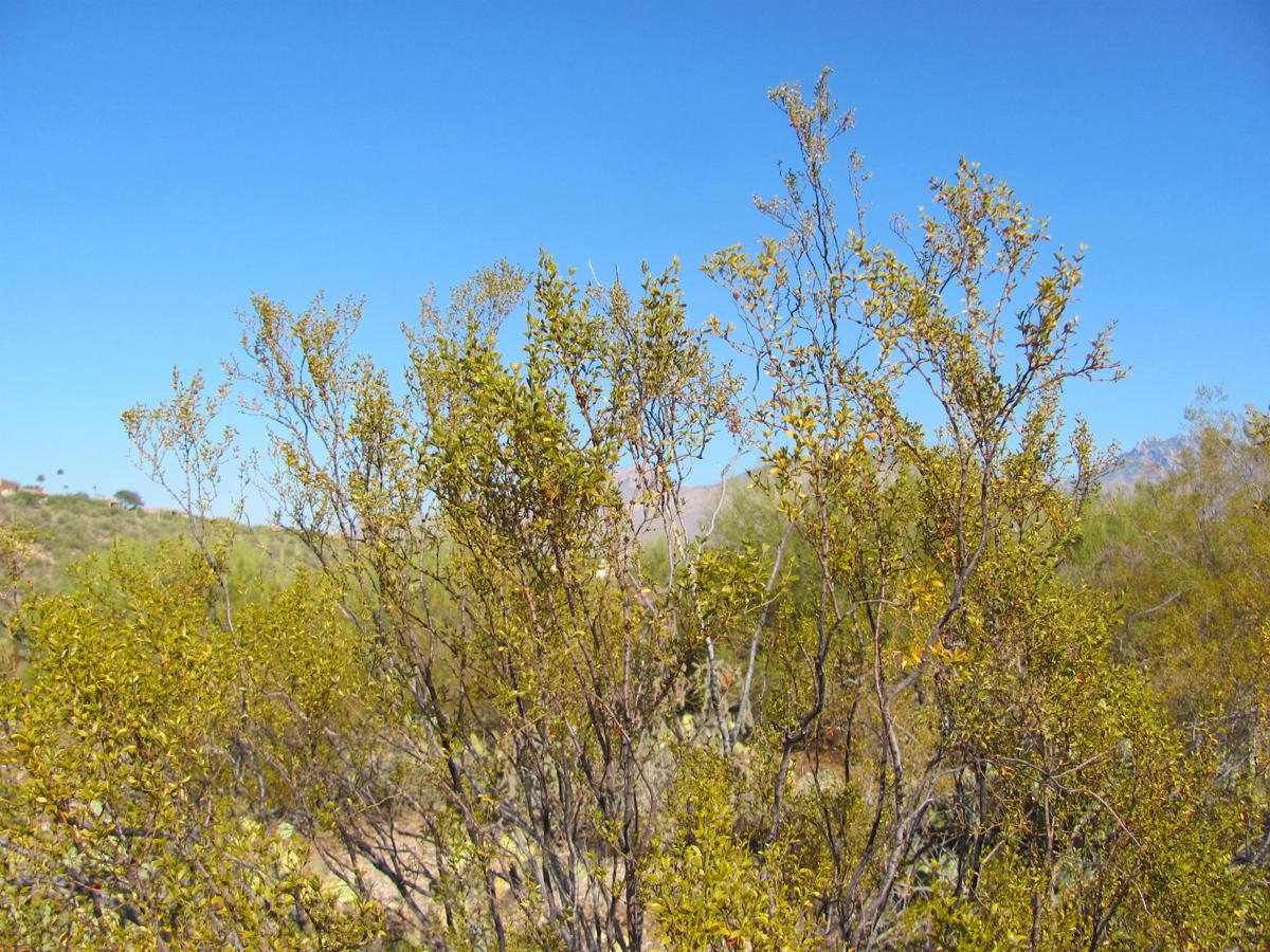 One thing about the unspectacular creosote bush will amaze