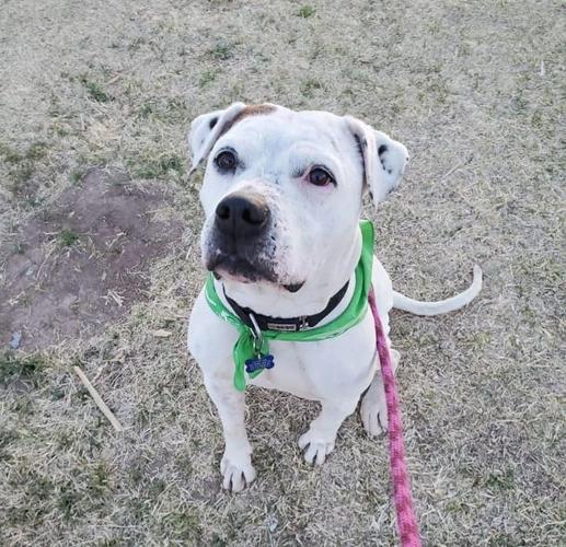 Adopt a friend: Trooper