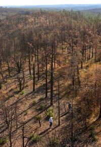 Rodeo-Chedeski Fire: The Chedeski Fire began