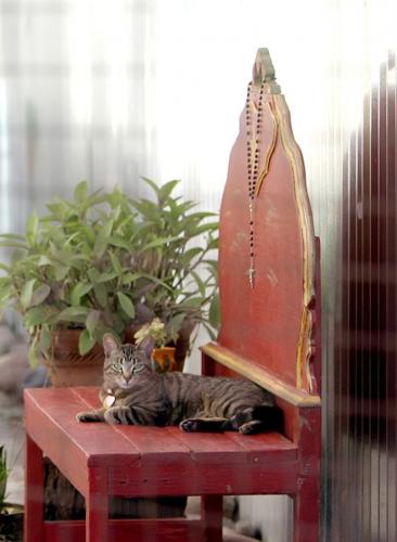 Artsy patio made for cats   