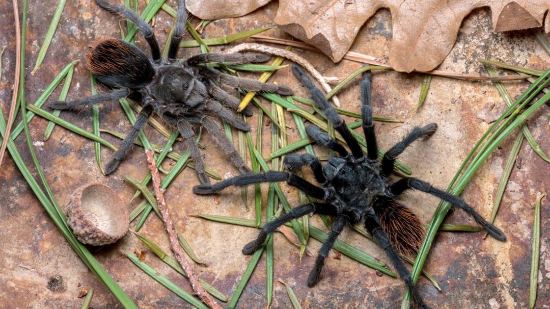 Tarantula Azil New tarantula species found in Arizona's warming sky islands