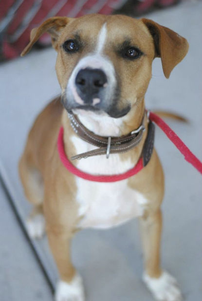 Bullet, beagle mix