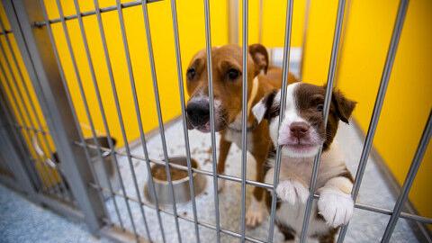 se permiten perros en la universidad de arizona