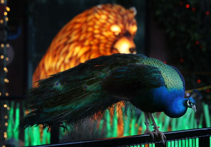 Asian Lantern Festival