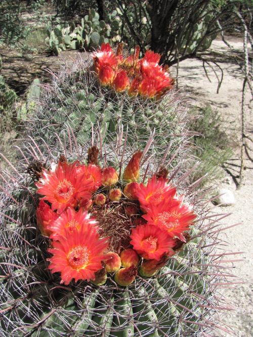 Barrel cacti in bloom