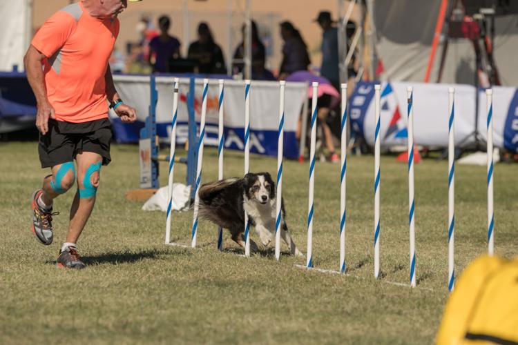 Cynosport Dog Agility Games