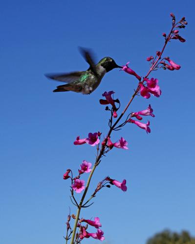 Palo Verde Park Neighborhood Association