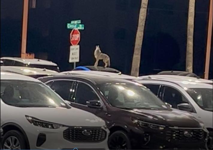 Video of car-top coyote in Tucson racks up 10 million views