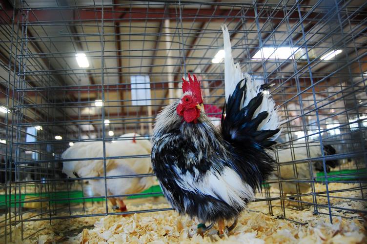 Pima County Fair's poultry show