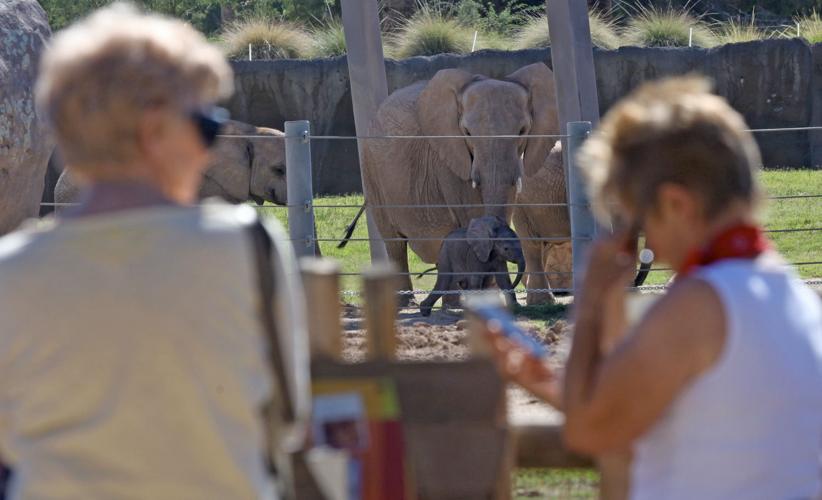 New Reid Park baby elephant