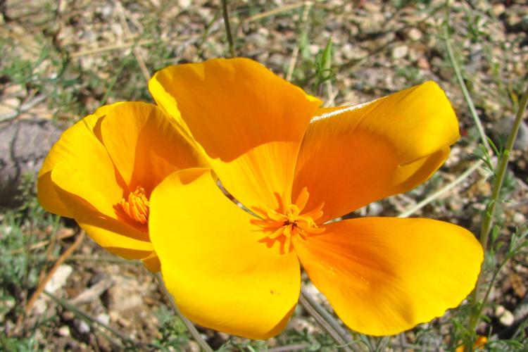 Gold poppies in bloom