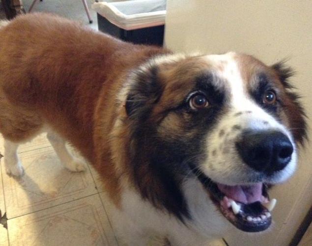 Saturday, January 21 — Bring your dog to a hockey game