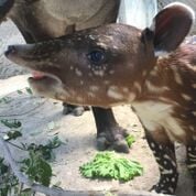 tapir1