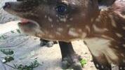 Baby Baird's tapir born at Reid Park Zoo