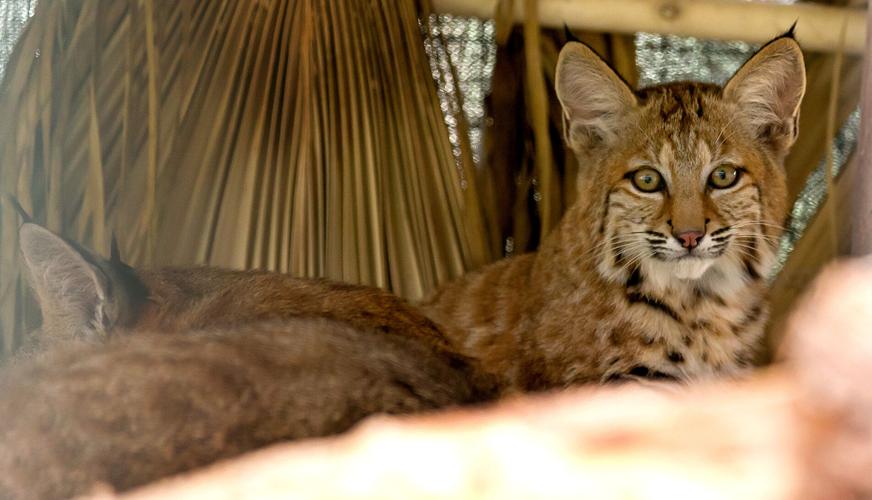 Tucson Wildlife Center