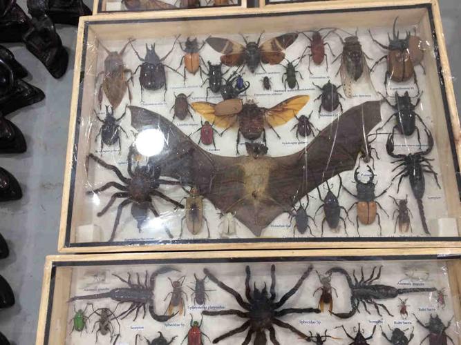 Animals of the Gem Show