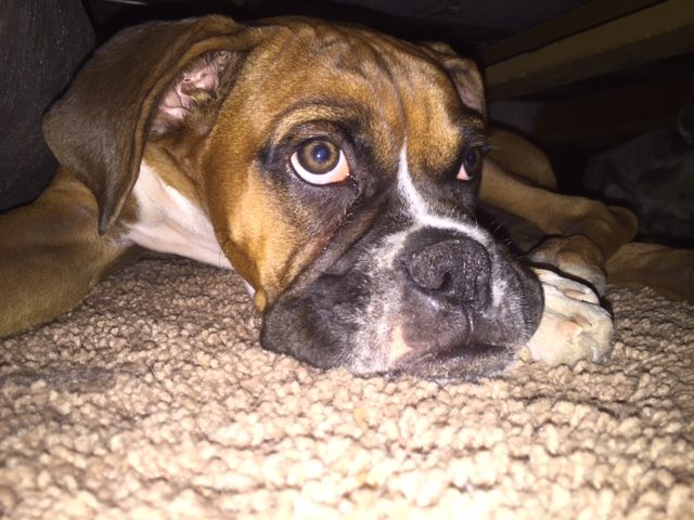 Happy National Dog Day!