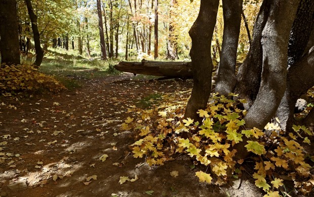 Take in beauty of fall colors on Mt. Lemmon    