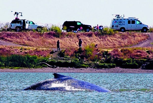 Recorded songs fail to lure lost whales  