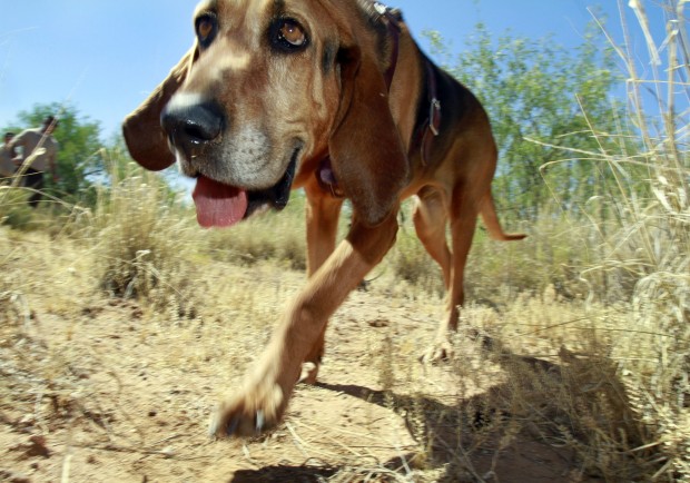 Prison hounds are on job when folks are on the lam   