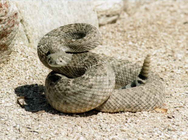 WESTERN DIAMONDBACK RATTLESNAKE