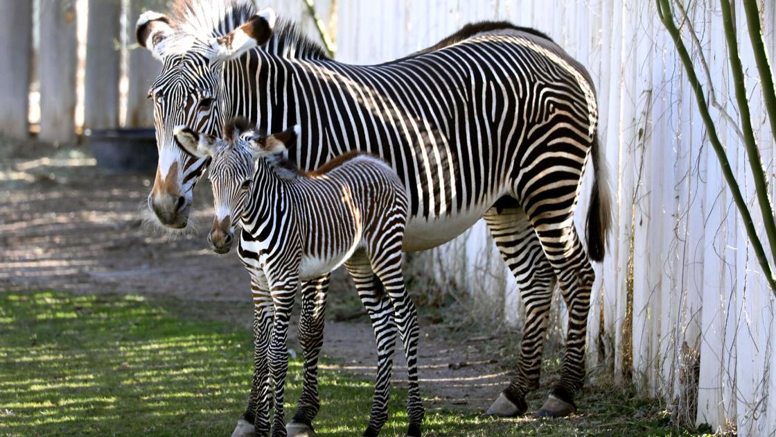 Baby zebra born at Reid Park Zoo | Stories from the Arizona Daily Star ...