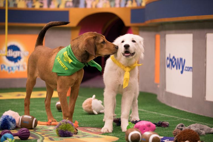 ENTER TV-PUPPYBOWL 1 LA