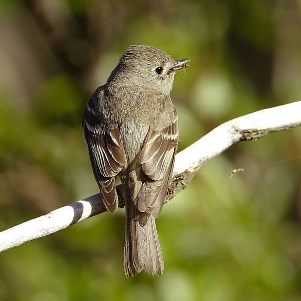 1,227 miles of streams in Southwest tapped as prime flycatcher habitat