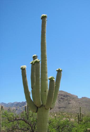 Blooming saguaro