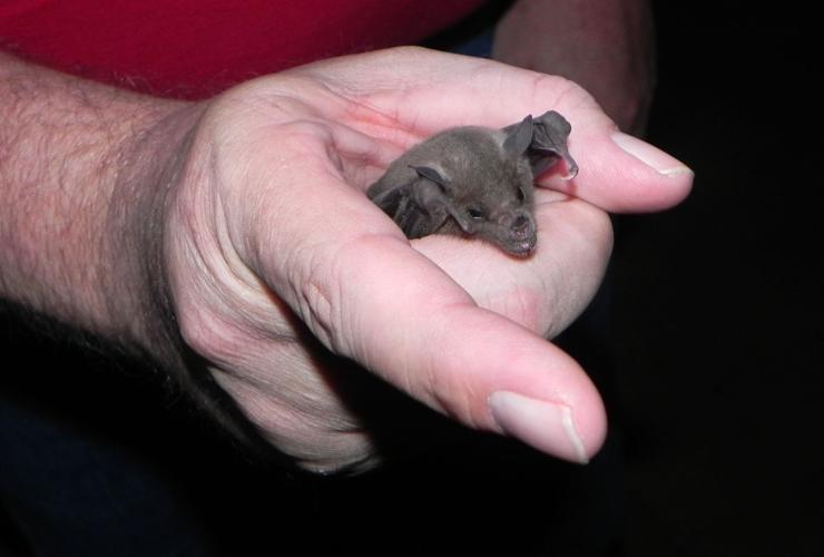 Lesser long-nosed bats